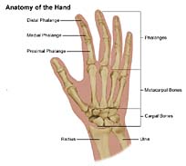  Muscle Paralysis, Soft Tissue Injuries, Cosmetic Hand Surgery In India, Nerve Compression